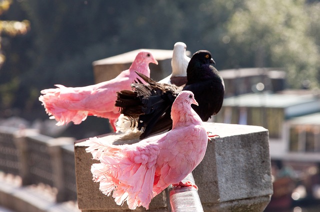 好利用高温 好利用高温